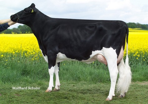 CAS Jameika VG-86