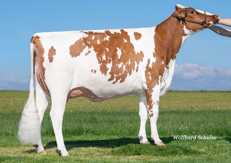 Caudumer Spark Ernestine P Red VG-86