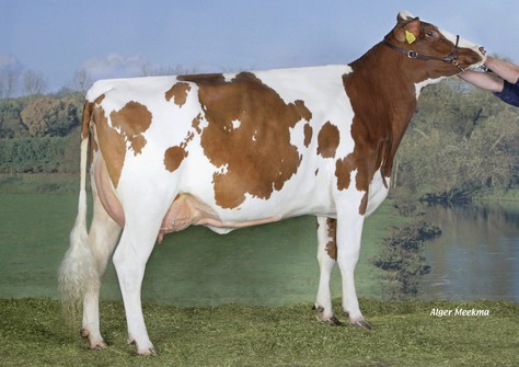 Caudumer Lol 292-Red P VG-87