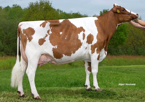 Caudumer Lol 292-Red P VG-87