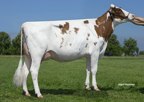 Caudumer Lol 303 PP Red; Mitey P x Caudumer Lol Lol 292-Red P VG-87