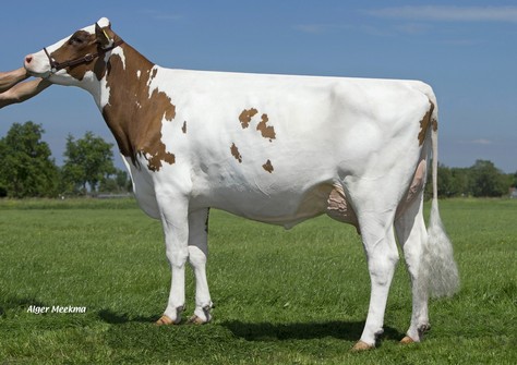 Caudumer Lol 305 PP Red VG-87