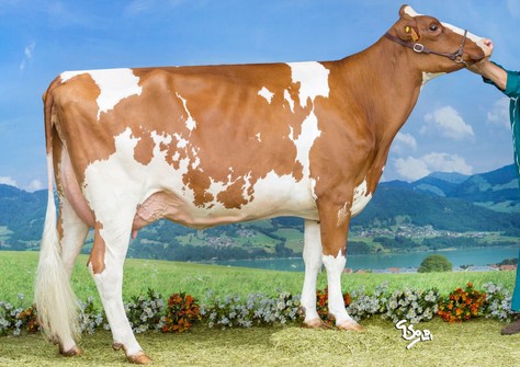 Caudumer Lol 312 P Red VG-85