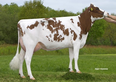 Caudumer Lol 313 Red VG-86