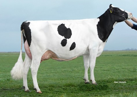 Caudumer Lol 371 P RDC VG-86