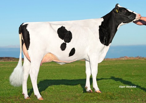 Caudumer Lol 371 P RDC VG-86