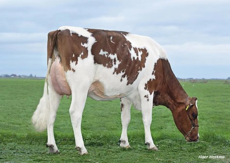 Caudumer Lol 435 P Red VG-88
