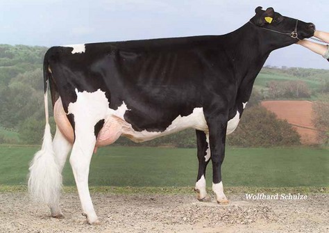 CCC Goldwyn Konny VG-87