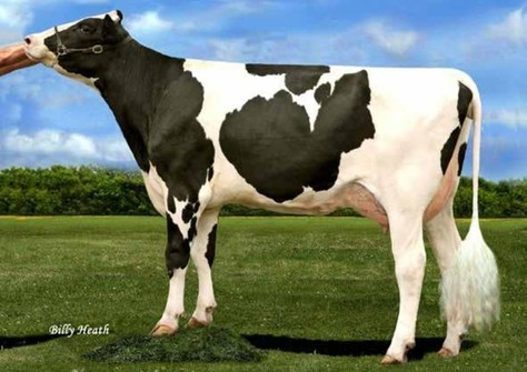 Cherry-Acres Jedi Lauri VG-85