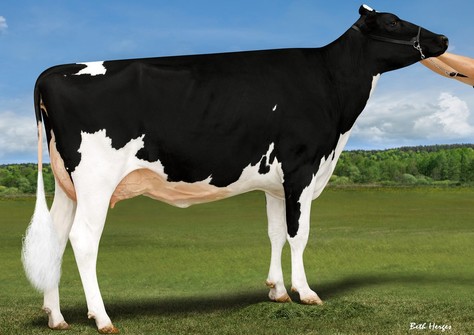 Duckett Chief Vanna VG-88