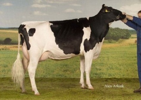 Cinderella VG-89