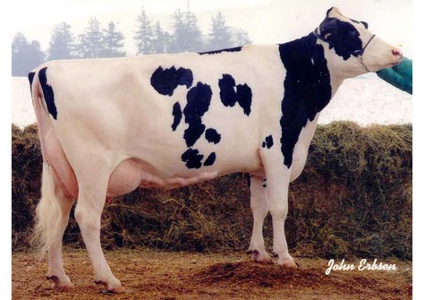 Clover-Mist Alisha EX-93