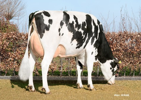 CNN H. Liner Lillie VG-85