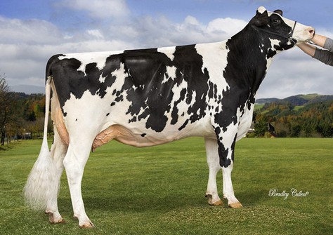 COL Carmen VG-86