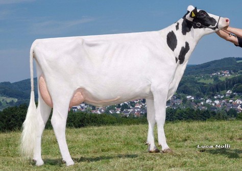 COL Natascha VG-85