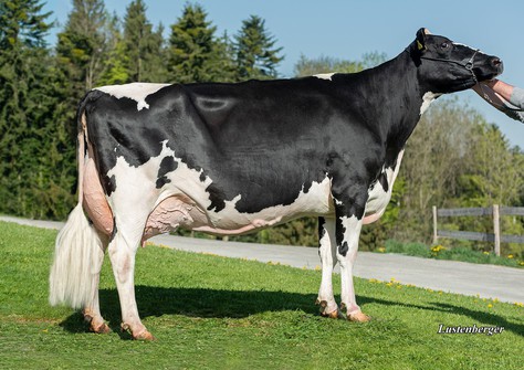 Col Supershot Candy VG-89