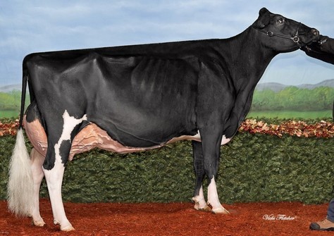 Comestar Lau Damion EX-94