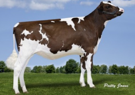 Comfort Rubicon Ruby  VG-85