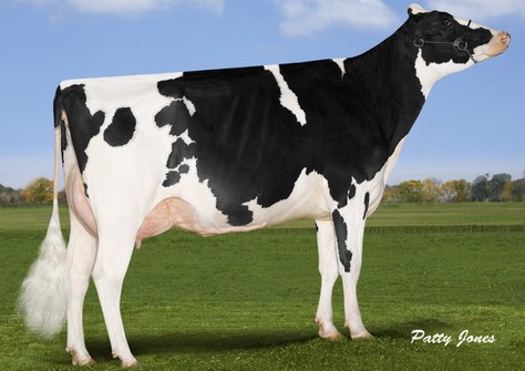 Cookiecutter Mom Hue VG-88