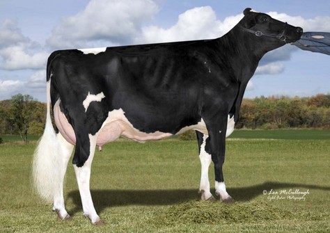 Cookiecutter MOM Halo VG-88