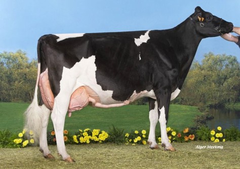 Corse-Vray EX-92