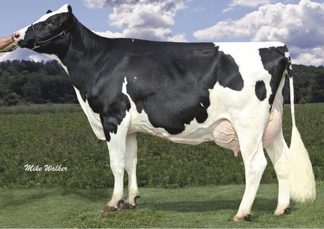 Coyne-Farms Ramos Jelly VG-85