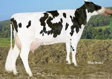 Coyne-Farms Shottle Jam VG-88