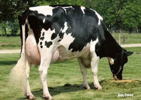 Crockett-Acres Mtot Elly EX-90