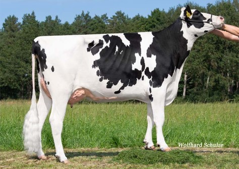 WEH Ballona VG-88