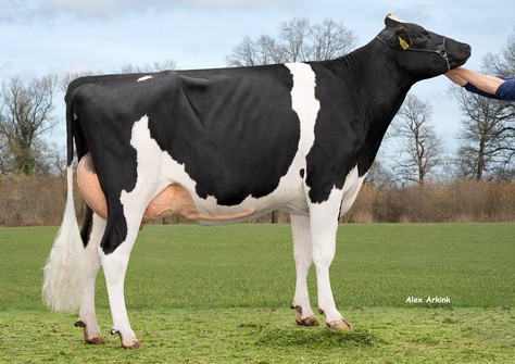 De Oosterhof 3STAR Marlien GP-82