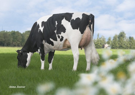 De Oosterhof DG Rose RDC VG-89