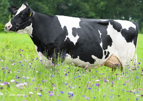 De Oosterhof Dg Rose RDC VG-89