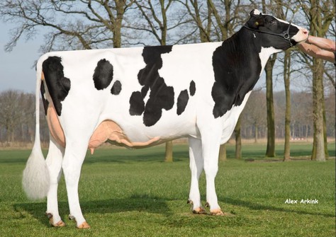 De Oosterhof Mon Tahaya VG-86 De Oosterhof Mon Tahaya VG-86