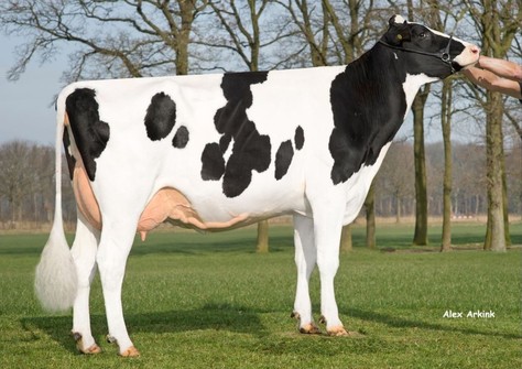 De Oosterhof Mon Tahaya VG-86