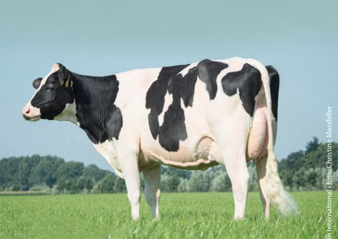 De Oosterhof Mon Tahaya VG-86