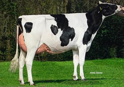 De Rith Thunder Vray VG-88