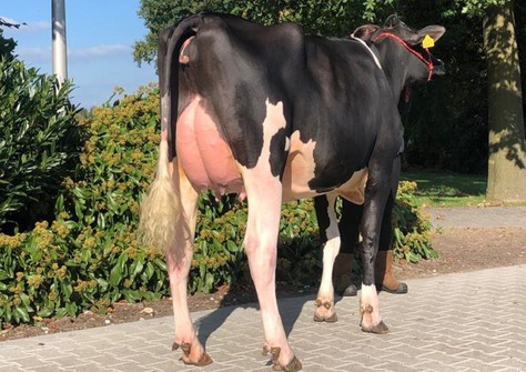 De Wijde Blik Hendrika 86 VG-88