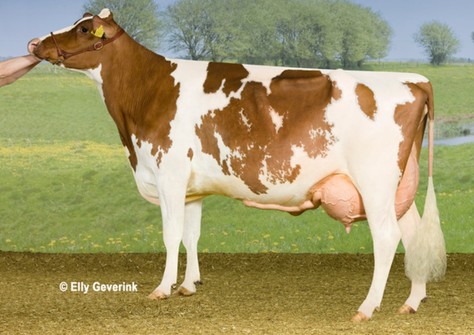 De Wijde Blik Corrie 41 Red VG-89