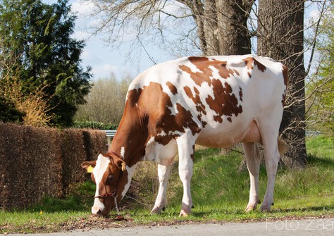 De Wijde Blik Corrie 679 EX-90