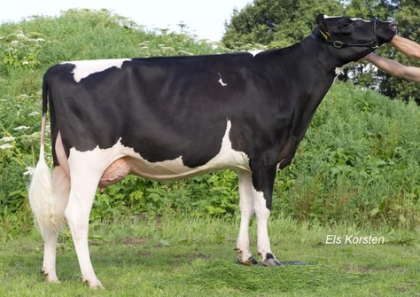 De Wijde Blik Liberty 8 VG-88