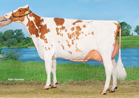 De Wijde Blik Mariegold 6a VG-89