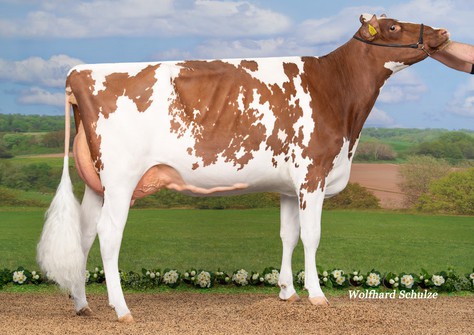 De Wildsheuvel Jessie-Red VG-86