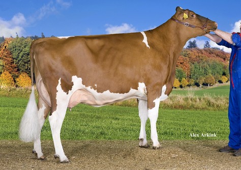 Hedra Delta Lizelot VG-85