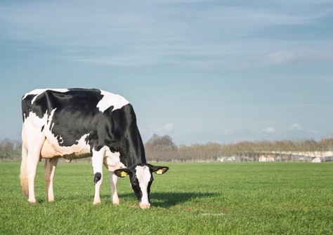 Delta Rainbow VG-85