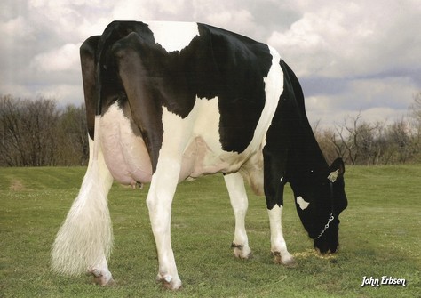 De-Su BW Marshal Georgia EX-90