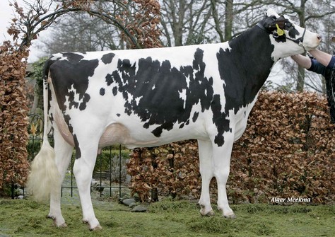 Diepenhoek Rozelle 38 VG-86