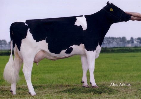 Diepenhoek Rozelle 4 VG-87