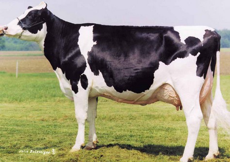 Dixie-Lee Aspen EX-92