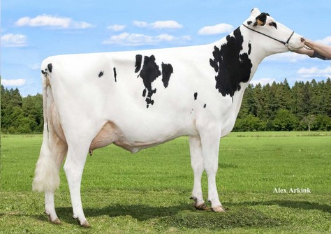 DKR Silence Secret RC VG-85