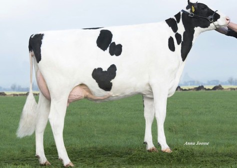 Domela Roxy 36 VG-86